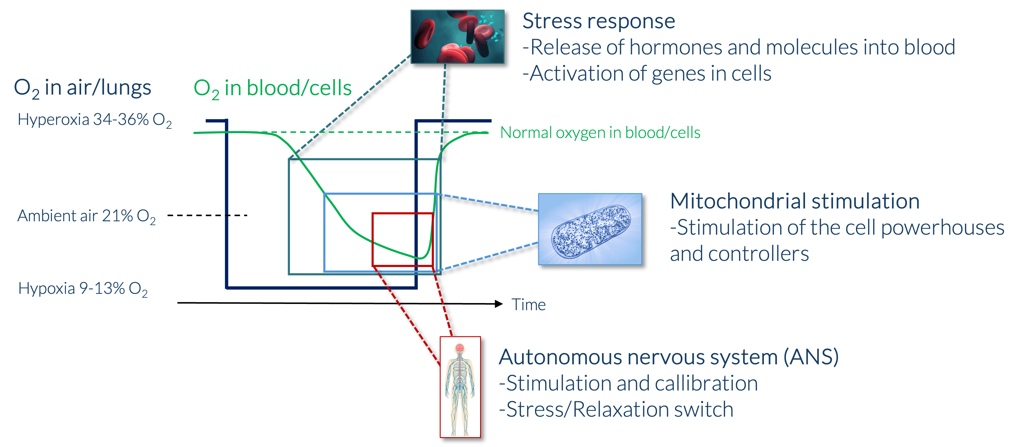 Fysiologiske måleparametre og VO2-maks